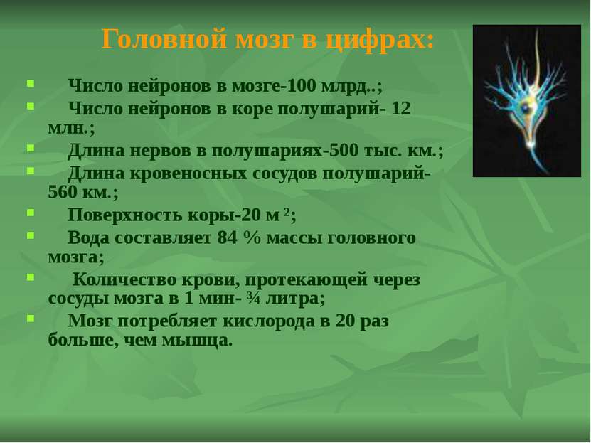 Продолговатый мозг Строение: длина 2-3 мм, ширина 2,5 мм и является продолжен...