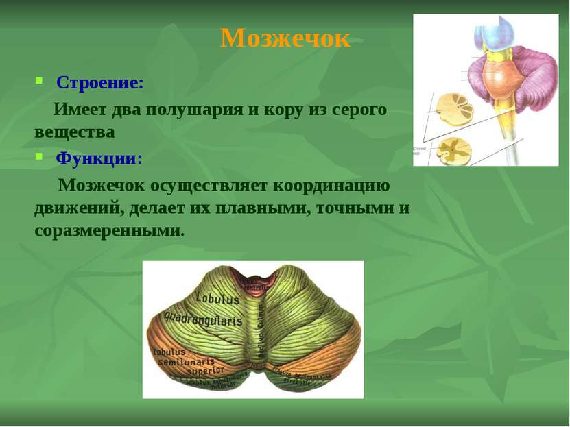 Мост Строение: Состоит из серого, который представлен ядрами и белого веществ...