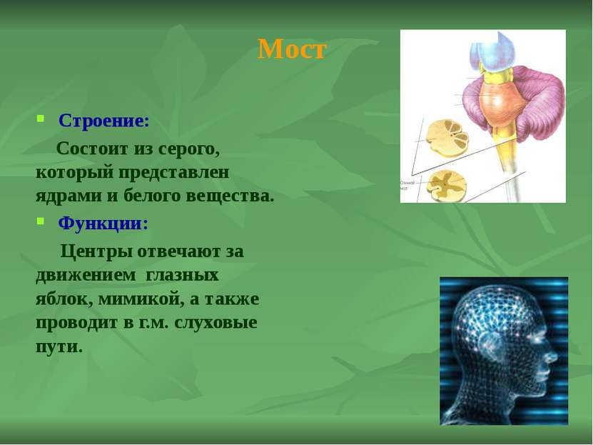 Рефлексы среднего мозга: 1. Одну ногу поставьте перед другой так, чтобы носок...