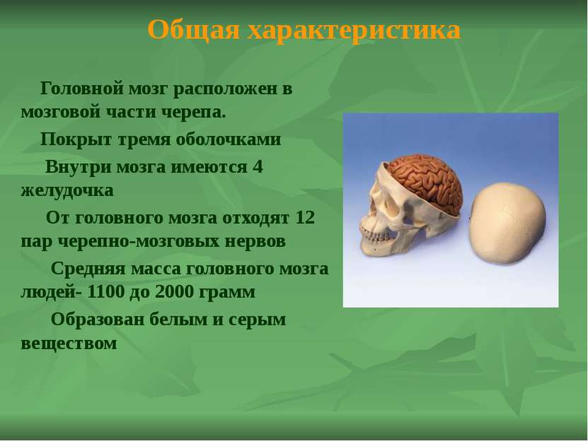 Головной мозг в цифрах: Число нейронов в мозге-100 млрд..; Число нейронов в к...