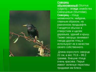 Скворец обыкновенный (Sturnus vulgaris) – птица семейства Скворцовые (Sturnid...