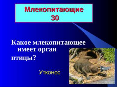 Млекопитающие 30 Какое млекопитающее имеет орган птицы? Утконос