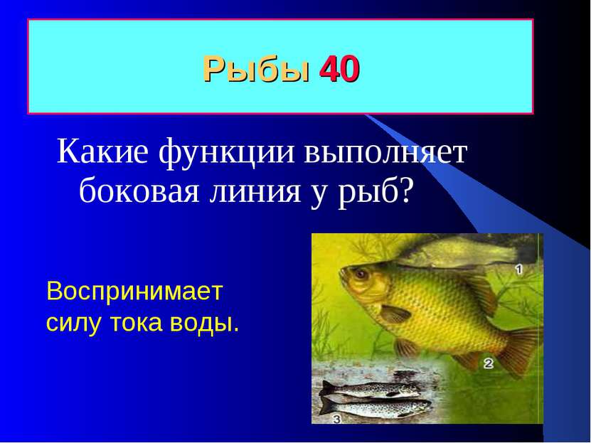Рыбы 40 Какие функции выполняет боковая линия у рыб? Воспринимает силу тока в...