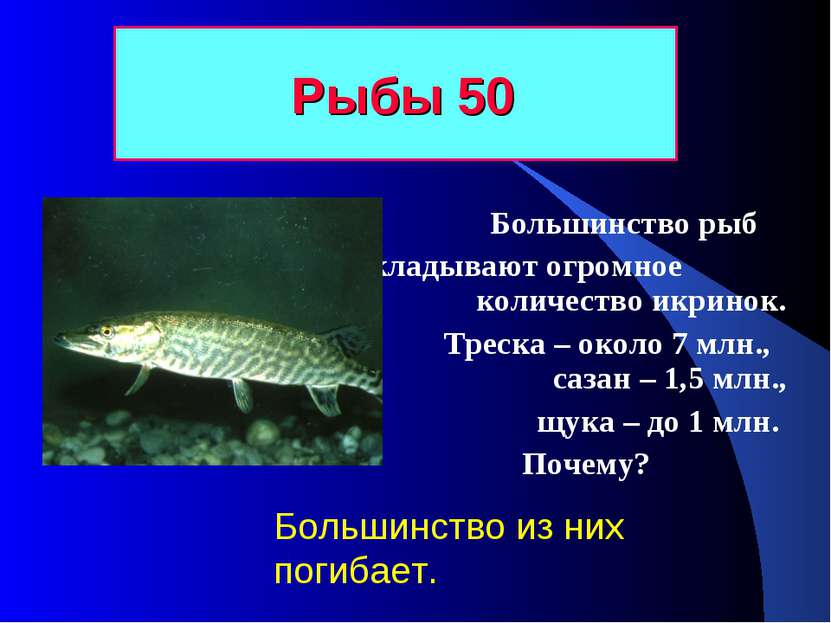 Рыбы 50 Большинство рыб откладывают огромное количество икринок. Треска – око...