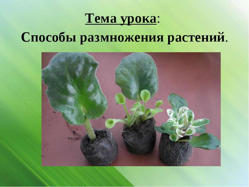 Тема урока: Способы размножения растений.