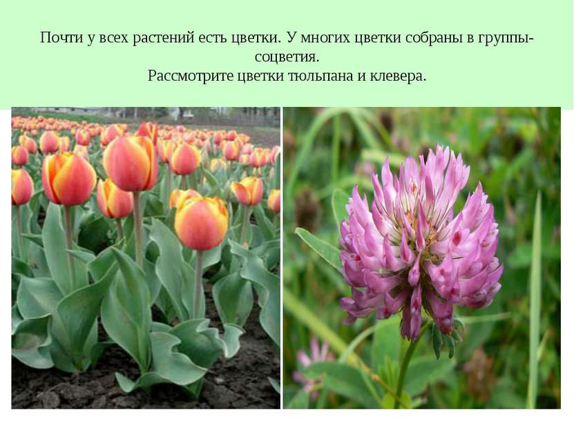 Почти у всех растений есть цветки. У многих цветки собраны в группы- соцветия...