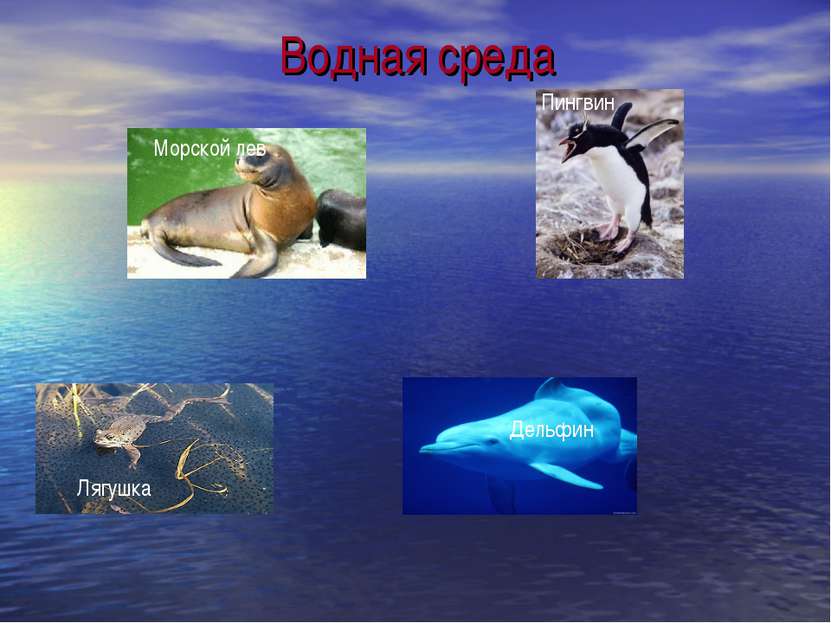 Водная среда Морской лев Пингвин Лягушка Дельфин