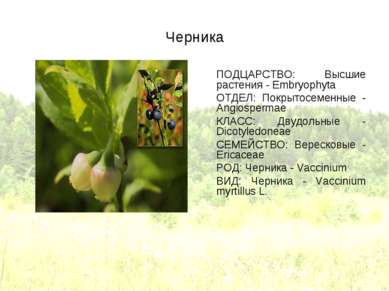 Черника ПОДЦАРСТВО: Высшие растения - Embryophyta ОТДЕЛ: Покрытосеменные - An...
