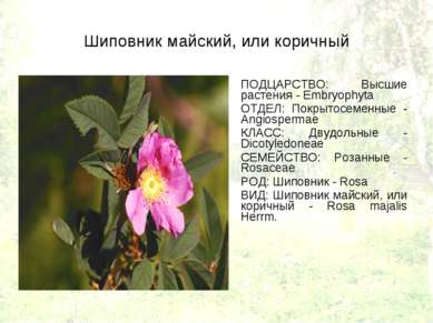 Шиповник майский, или коричный ПОДЦАРСТВО: Высшие растения - Embryophyta ОТДЕ...