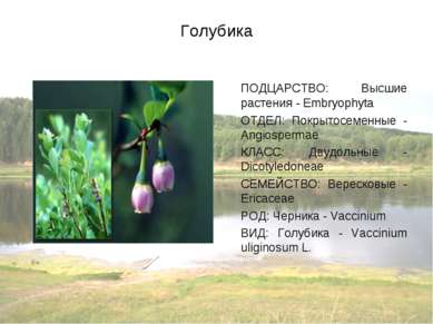 Голубика ПОДЦАРСТВО: Высшие растения - Embryophyta ОТДЕЛ: Покрытосеменные - A...
