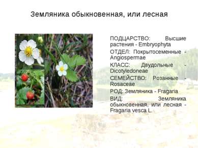 Земляника обыкновенная, или лесная ПОДЦАРСТВО: Высшие растения - Embryophyta ...