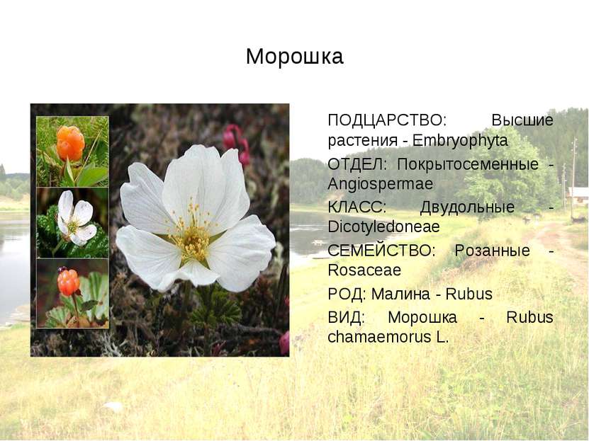 Морошка ПОДЦАРСТВО: Высшие растения - Embryophyta ОТДЕЛ: Покрытосеменные - An...