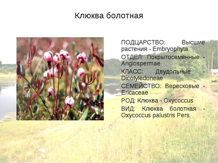 Клюква болотная ПОДЦАРСТВО: Высшие растения - Embryophyta ОТДЕЛ: Покрытосемен...