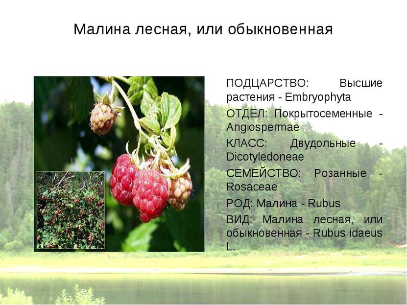 Малина лесная, или обыкновенная ПОДЦАРСТВО: Высшие растения - Embryophyta ОТД...