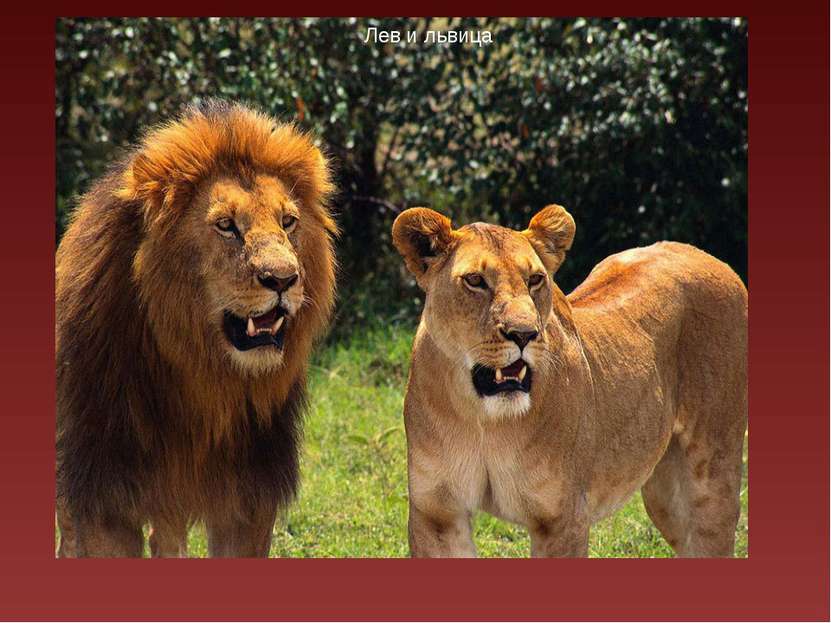 Фрагмент фильма о хищнике фрагмент фильма о хищнике Лев и львица