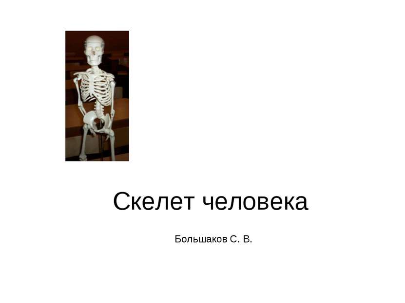 Скелет человека Большаков С. В.