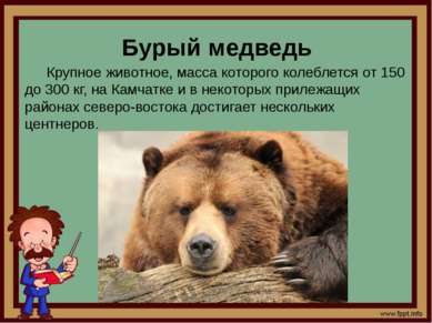 Бурый медведь Крупное животное, масса которого колеблется от 150 до 300 кг, н...