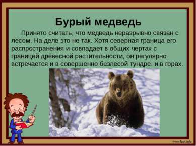 Бурый медведь Принято считать, что медведь неразрывно связан с лесом. На деле...