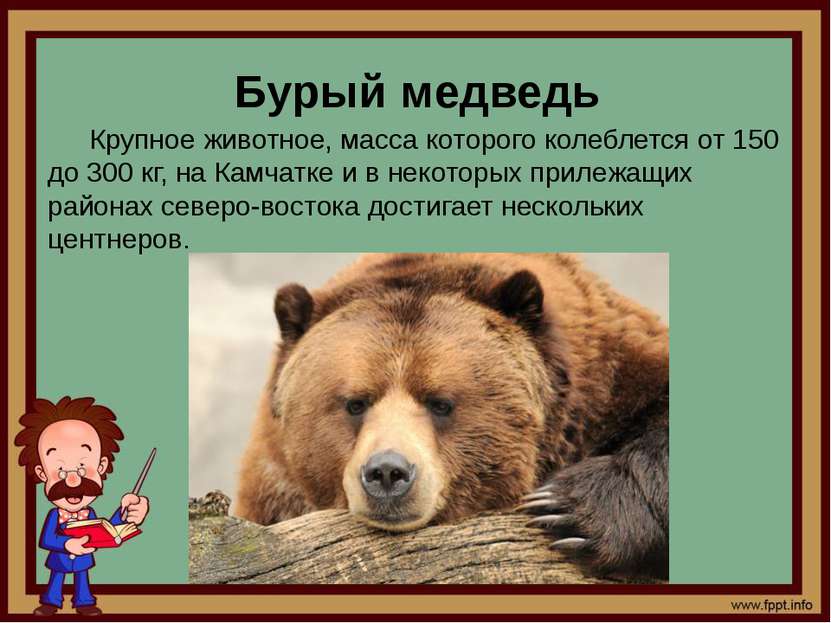 Бурый медведь Крупное животное, масса которого колеблется от 150 до 300 кг, н...