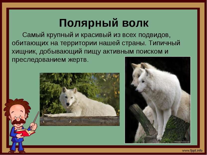 Полярный волк Самый крупный и красивый из всех подвидов, обитающих на террито...