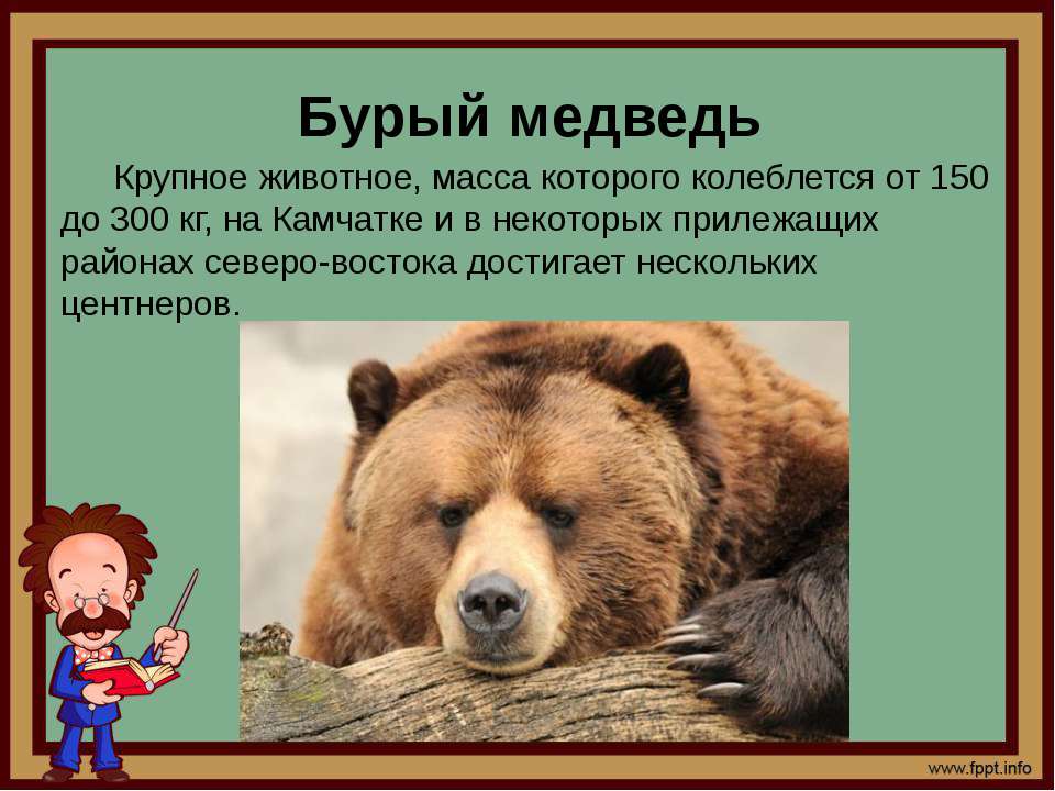 Сочинение про бурого медведя 5. Описание медведя. Медведь для презентации. Бурый медведь описание. Бурый медведь доклад.