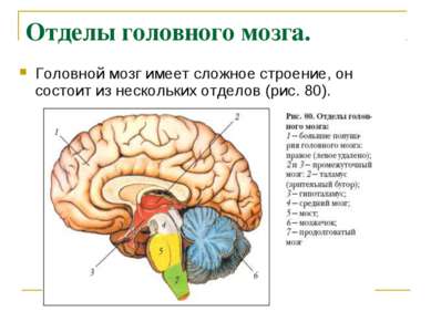 Отделы головного мозга. Головной мозг имеет сложное строение, он состоит из н...