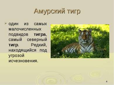 * Амурский тигр один из самых малочисленных подвидов тигра, самый северный ти...