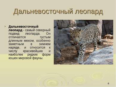 * Дальневосточный леопард Дальневосточный леопард - самый северный подвид лео...