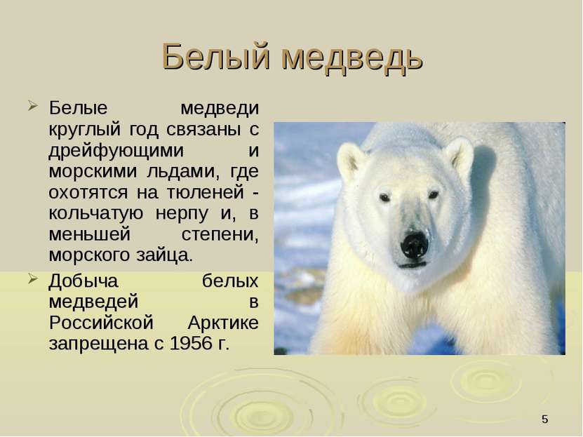 * Белый медведь Белые медведи круглый год связаны с дрейфующими и морскими ль...