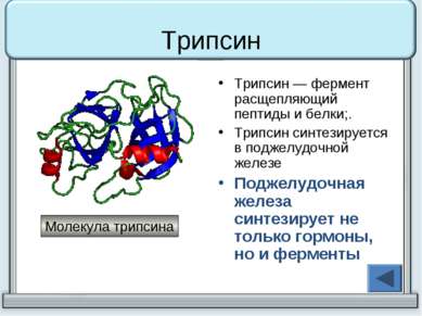 Трипсин Трипсин — фермент расщепляющий пептиды и белки;. Трипсин синтезируетс...