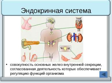 Эндокринная система совокупность основных желез внутренней секреции, согласов...