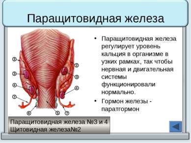 Паращитовидная железа Паращитовидная железа регулирует уровень кальция в орга...