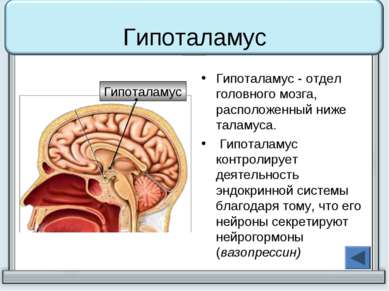 Гипоталамус Гипоталамус - отдел головного мозга, расположенный ниже таламуса....