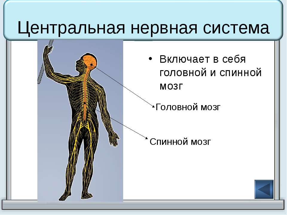 Центральная нервная система фото