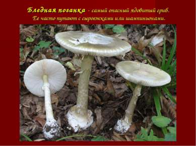 Бледная поганка - самый опасный ядовитый гриб. Ее часто путают с сыроежками и...