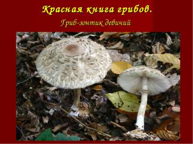 Красная книга грибов. Гриб-зонтик девичий