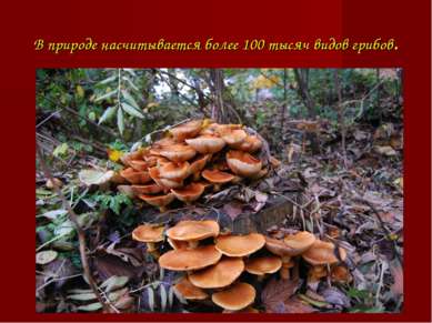 В природе насчитывается более 100 тысяч видов грибов.