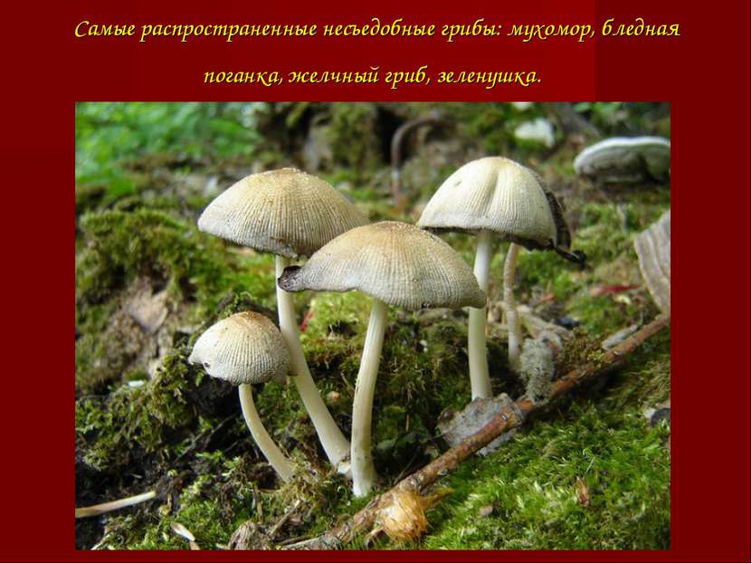 Самые распространенные несъедобные грибы: мухомор, бледная поганка, желчный г...