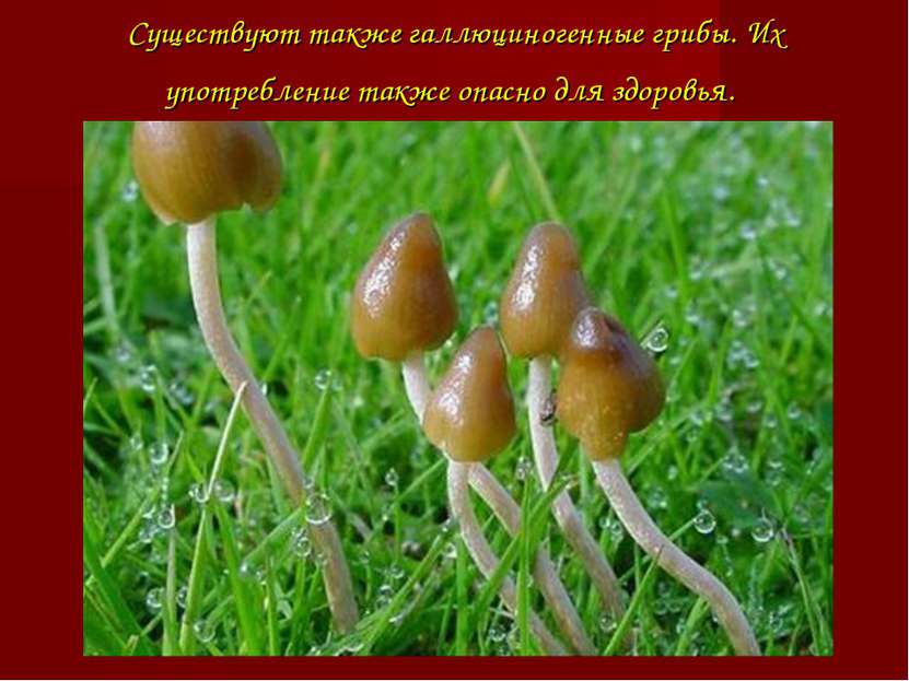 Существуют также галлюциногенные грибы. Их употребление также опасно для здор...