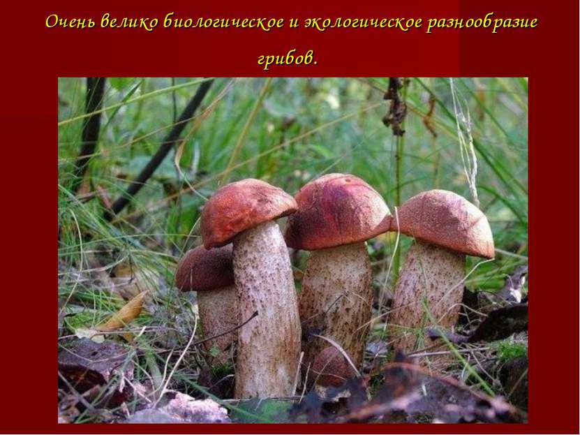 Очень велико биологическое и экологическое разнообразие грибов.