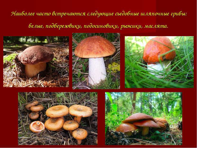 Наиболее часто встречаются следующие съедобные шляпочные грибы: белые, подбер...