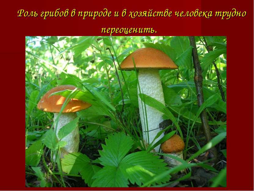 Роль грибов в природе и в хозяйстве человека трудно переоценить. 