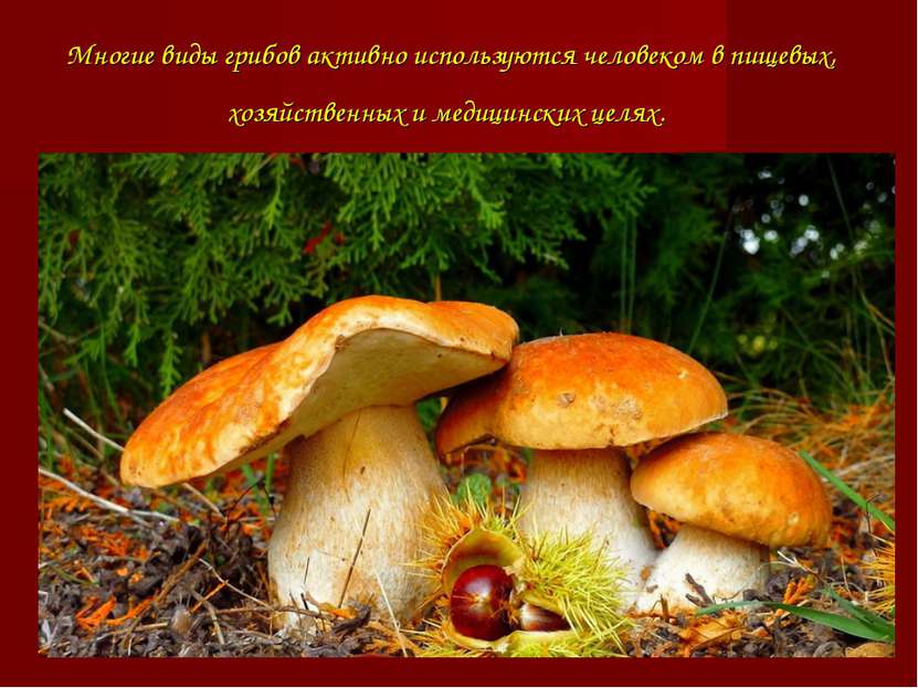Многие виды грибов активно используются человеком в пищевых, хозяйственных и ...