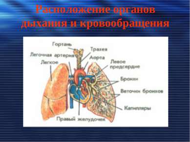 Расположение органов дыхания и кровообращения
