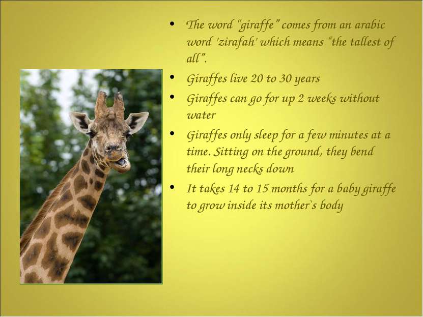 The word “giraffe” comes from an arabic word ’zirafah’ which means “the talle...