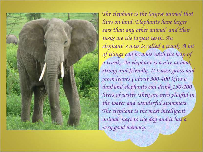 The elephant is the largest animal that lives on land. Elephants have larger ...