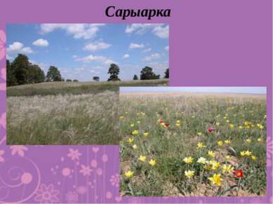 Сарыарка