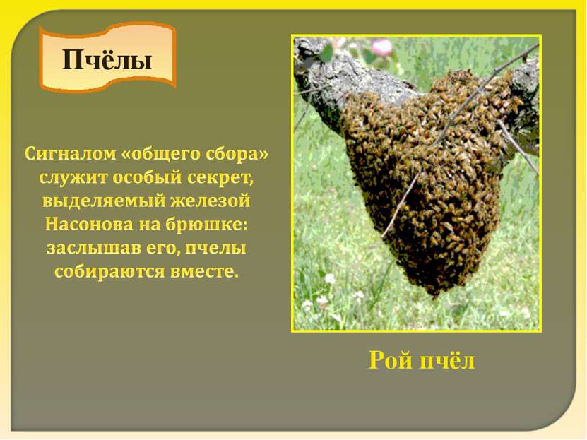 Пчёлы Рой пчёл