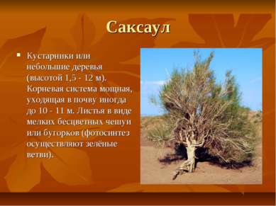 Саксаул Кустарники или небольшие деревья (высотой 1,5 - 12 м). Корневая систе...