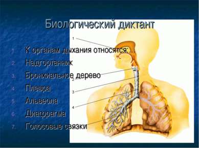 Биологический диктант К органам дыхания относятся:… Надгортанник Бронхиальное...